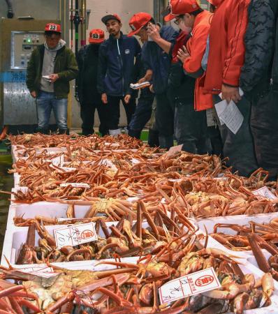 鳥取県の境港で始まったズワイガニの初競り＝７日早朝
