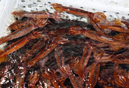 いけすで泳ぐスルメイカ＝６月、北海道函館市