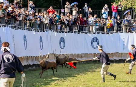 「鹿の角きり」で、赤い旗を持ってシカを追い込む勢子ら＝８日午後、奈良市