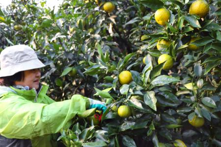 和歌山県北山村で始まった、特産のかんきつ類「ジャバラ」の収穫＝１０日午前