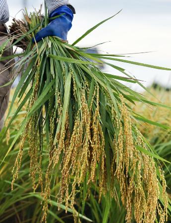 収穫されたコメ＝８月、新潟県三条市