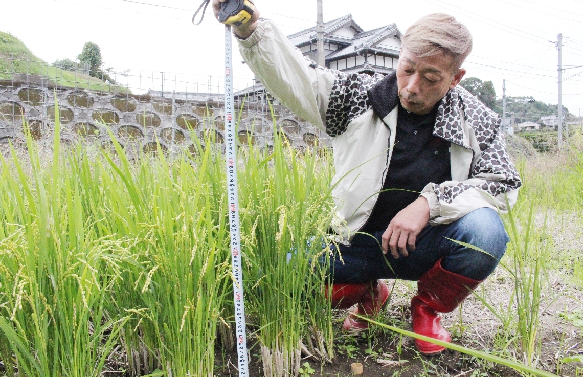 コメの収量増へ大分県内でも効率化の動き 「再生二期作」「乾田直播