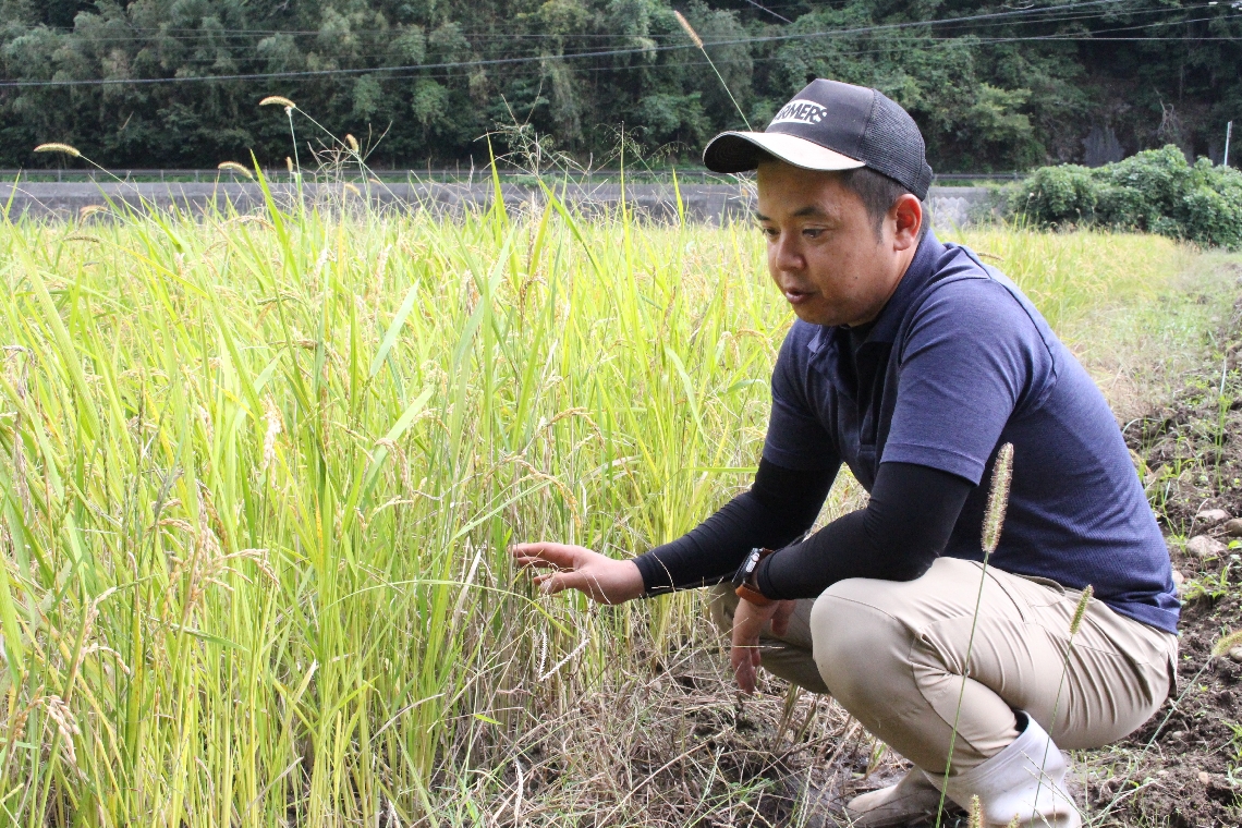 コメの収量増へ大分県内でも効率化の動き 「再生二期作」「乾田直播