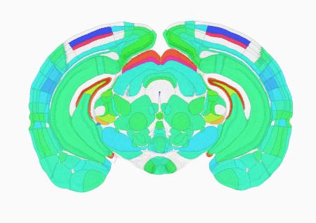 活動のピークとなる時間帯を色分けしたマウスの脳の断面図（上田泰己東大教授提供）