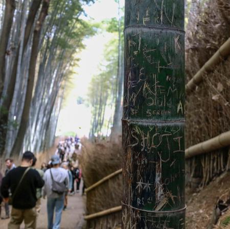 「竹林の小径」の落書きされた竹＝１０日、京都・嵐山