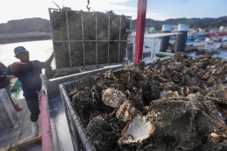 広島県呉市沖で水揚げされた養殖カキ。大量死の影響でほとんどが商品にならないという＝１８日
