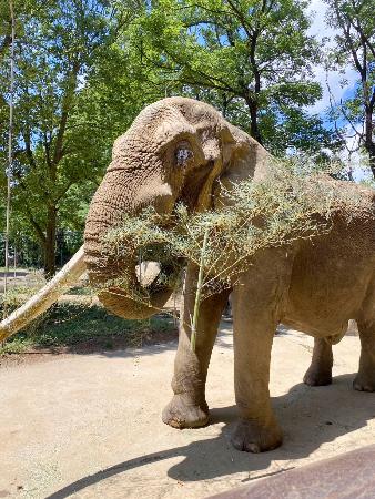 雄のアフリカゾウ「ベン」（八木山動物公園フジサキの杜提供）