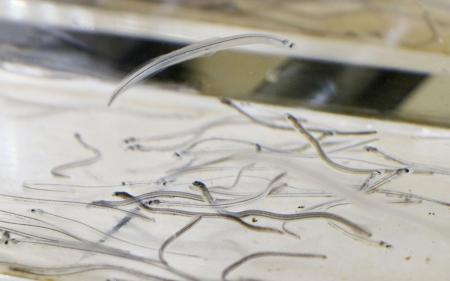 シラスウナギ＝２０２４年７月、鹿児島県和泊町