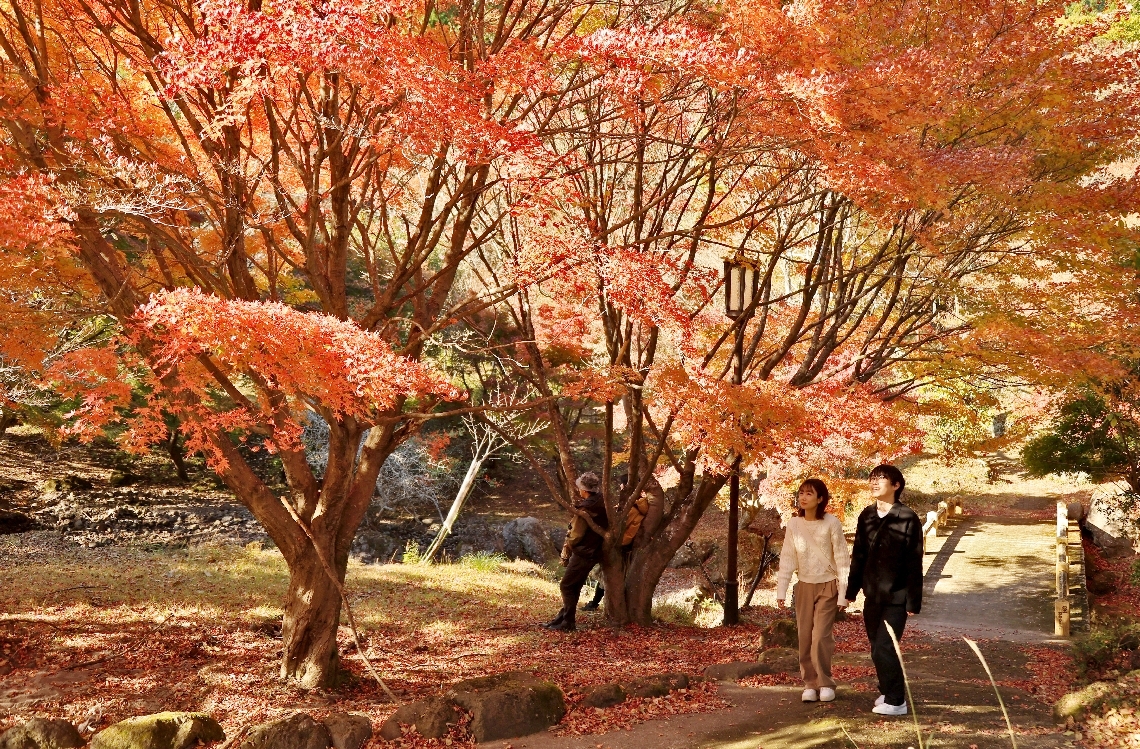 秋色に染まった園内を散策＝２２日、別府市南立石の鶴見岳自然公園
