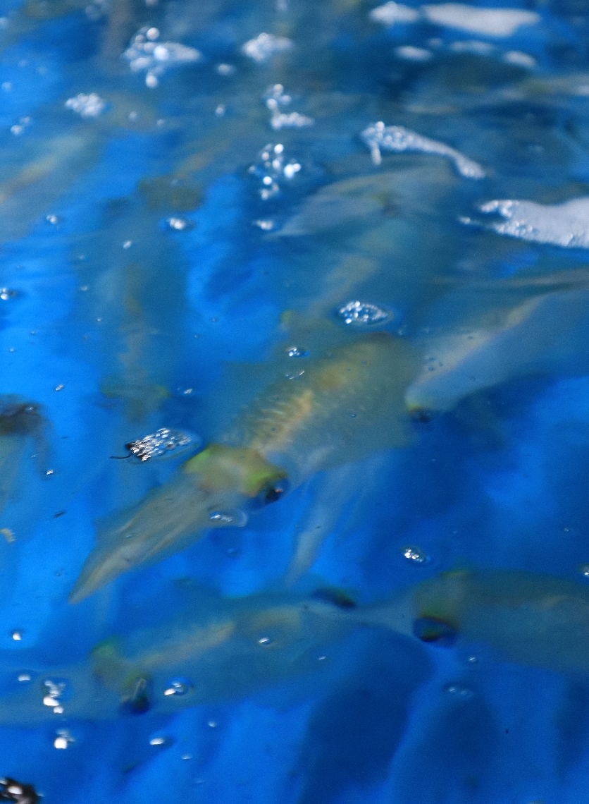 津久見市で水揚げされたモイカ