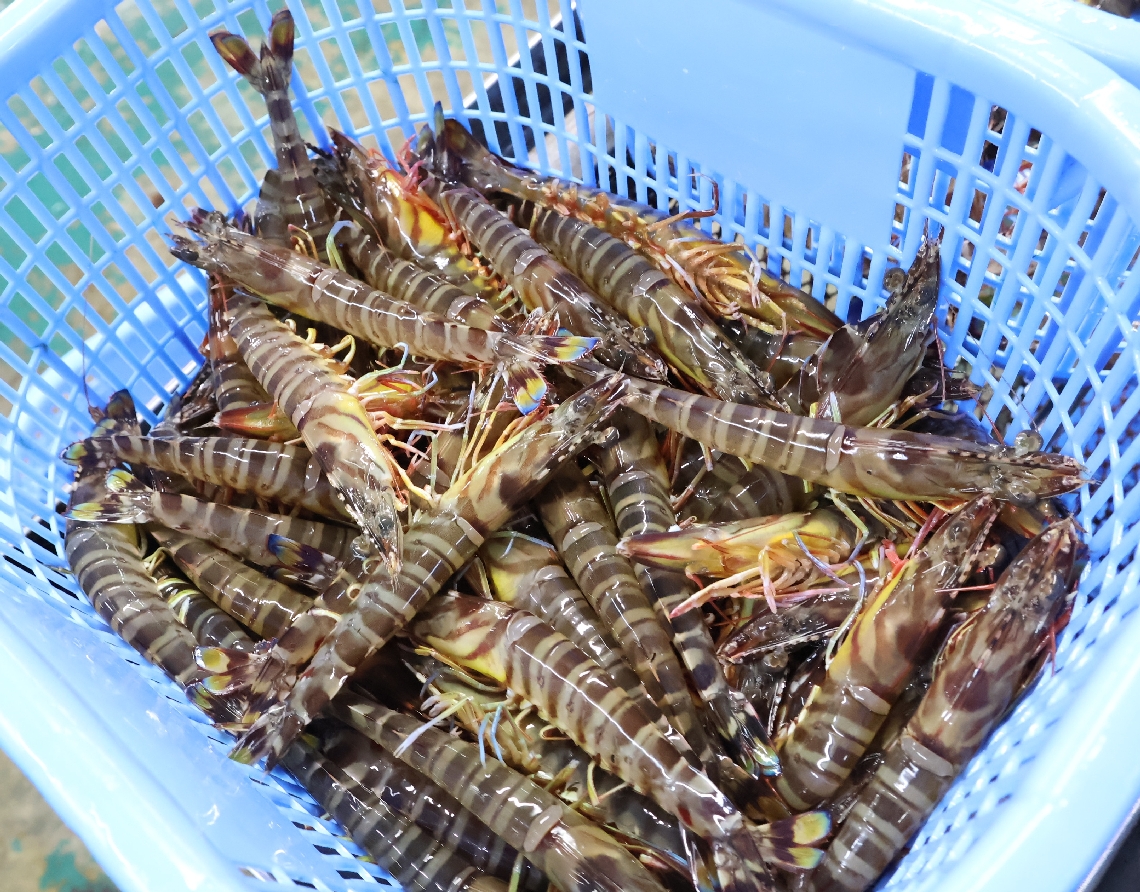 夏場の高水温を乗り越え、大きく育ったクルマエビ