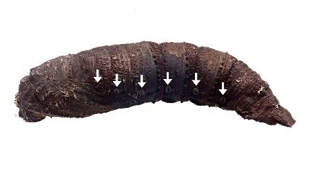 「エゾスズメ」のさなぎ。矢印の先の部分に気門がある（神戸大の杉浦真治教授提供）