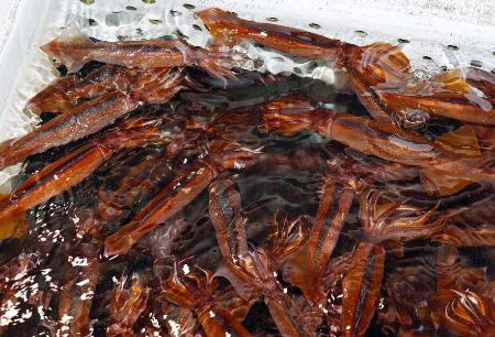 いけすのスルメイカ