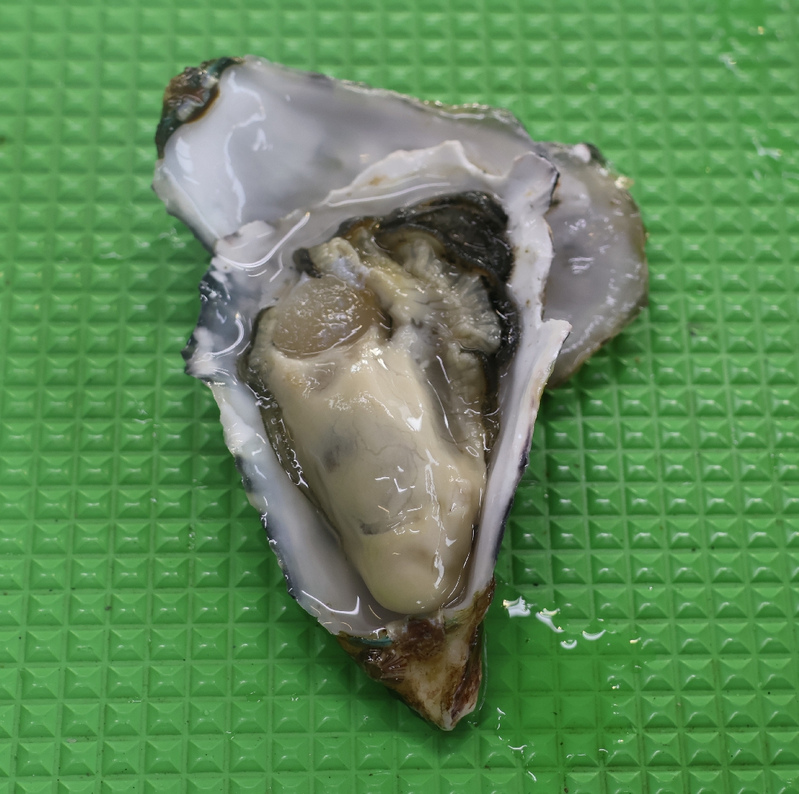 身入りが良く、３年ぶりの豊漁となっている「ひがた美人」