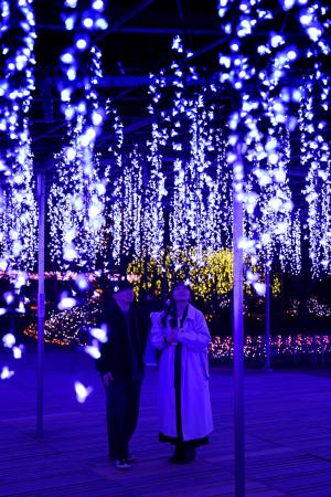 栃木県足利市の「あしかがフラワーパーク」で大藤棚を再現したイルミネーションを楽しむカップル＝１０日夜