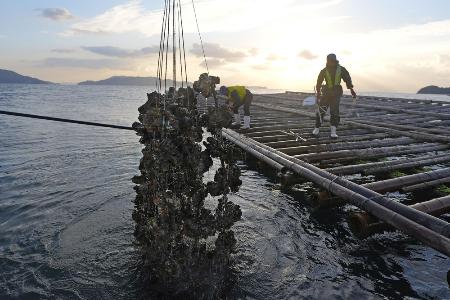 広島県呉市沖で水揚げされる養殖カキ＝１１月