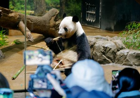 報道陣に公開された双子のジャイアントパンダ、雌レイレイ＝１６日午前、東京・上野動物園