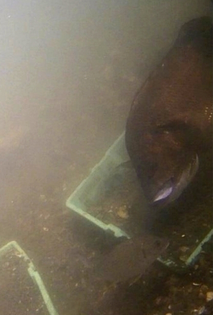 籠の中のアサリを捕食しようとするクロダイ（県提供）