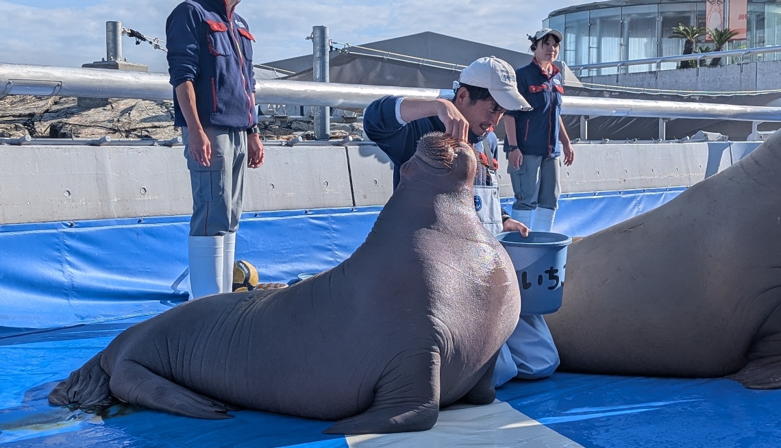 えさを食べるセイウチのいちこ