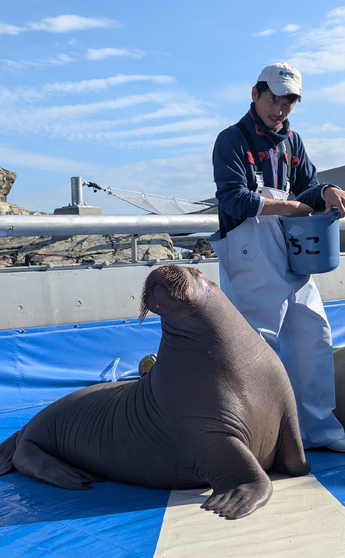 「ふれあいタイム」に登場したセイウチのいちこ
