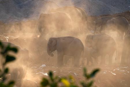 畑に現れた野生のアジアゾウの群れ＝２０２４年４月、中国・雲南省シーサンパンナ・タイ族自治州（共同）