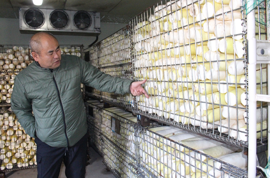 大きさのそろった大根を冷蔵庫で保管している＝竹田市荻町