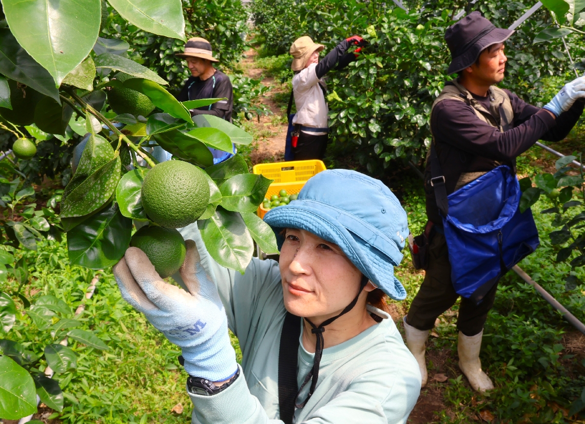 ハウスカボスの収穫作業＝２０２５年６月、竹田市