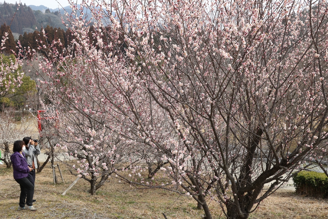 見頃を迎えた梅の花＝２０２２年３月４日、豊後大野市朝地町池田の朝倉文夫記念公園