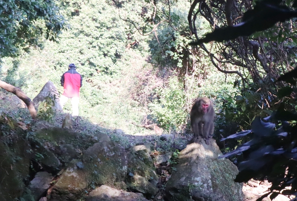 調査員の背後を通過し山を下りるサル