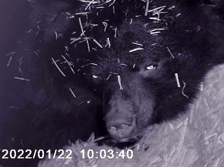 赤外線カメラに写る冬眠中の雌のクマ「リオ」＝２０２２年（盛岡市動物公園ＺＯＯＭＯ提供）