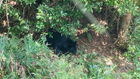 島根県内の集落に出没したツキノワグマ（島根県中山間地域研究センター提供）