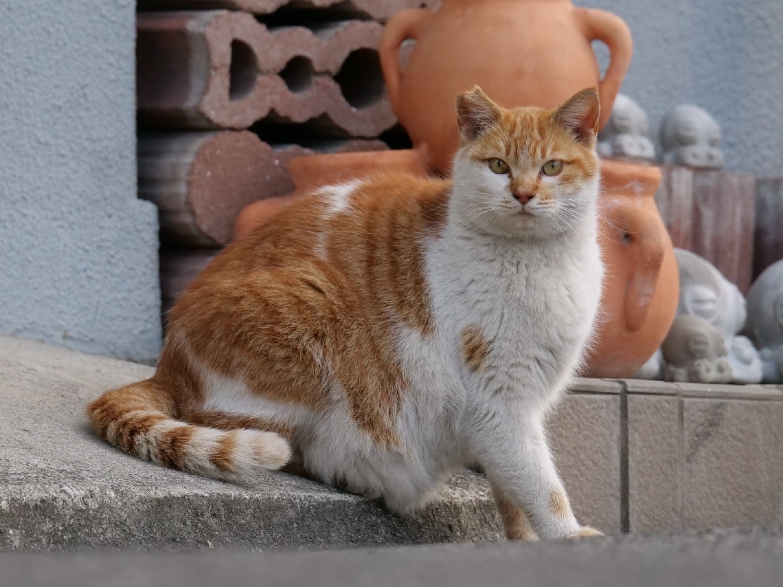 桜耳が目印の「関ねこ」