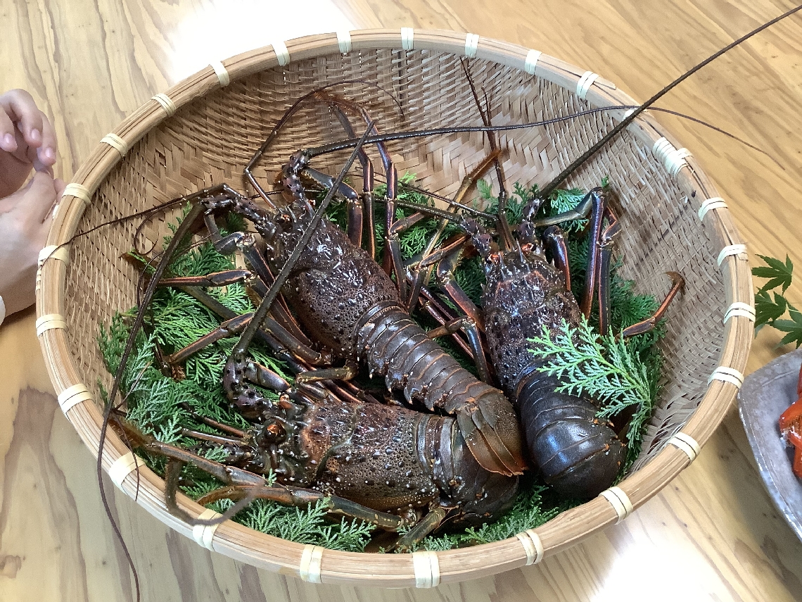 伊勢えび海道で提供された佐伯産の伊勢エビ