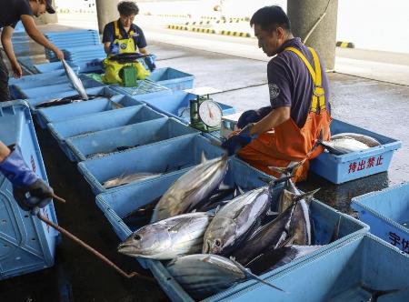 高知県土佐市の宇佐漁港で水揚げされたカツオ＝２５年８月