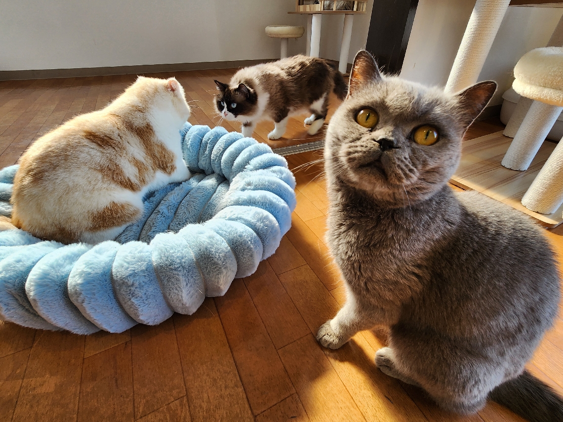 アネラカフェにいる保護猫