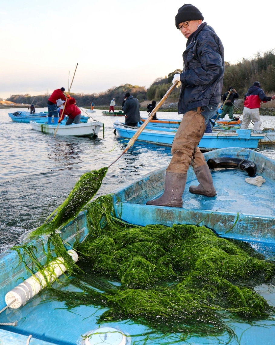 駅館川で育ったアオノリを収穫する組合員