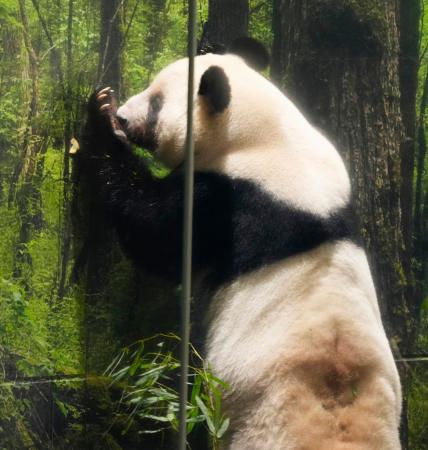 最終観覧日を迎えた東京・上野動物園の双子のジャイアントパンダ、雌レイレイ＝２５日午前、東京都台東区