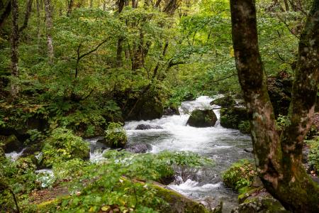 十和田八幡平国立公園の奥入瀬渓流（環境省提供）