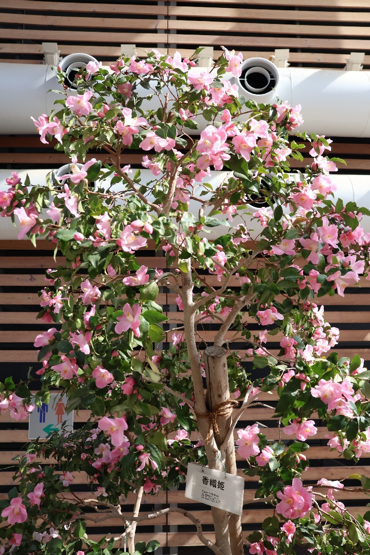 ピンクの花を咲かせたツバキ