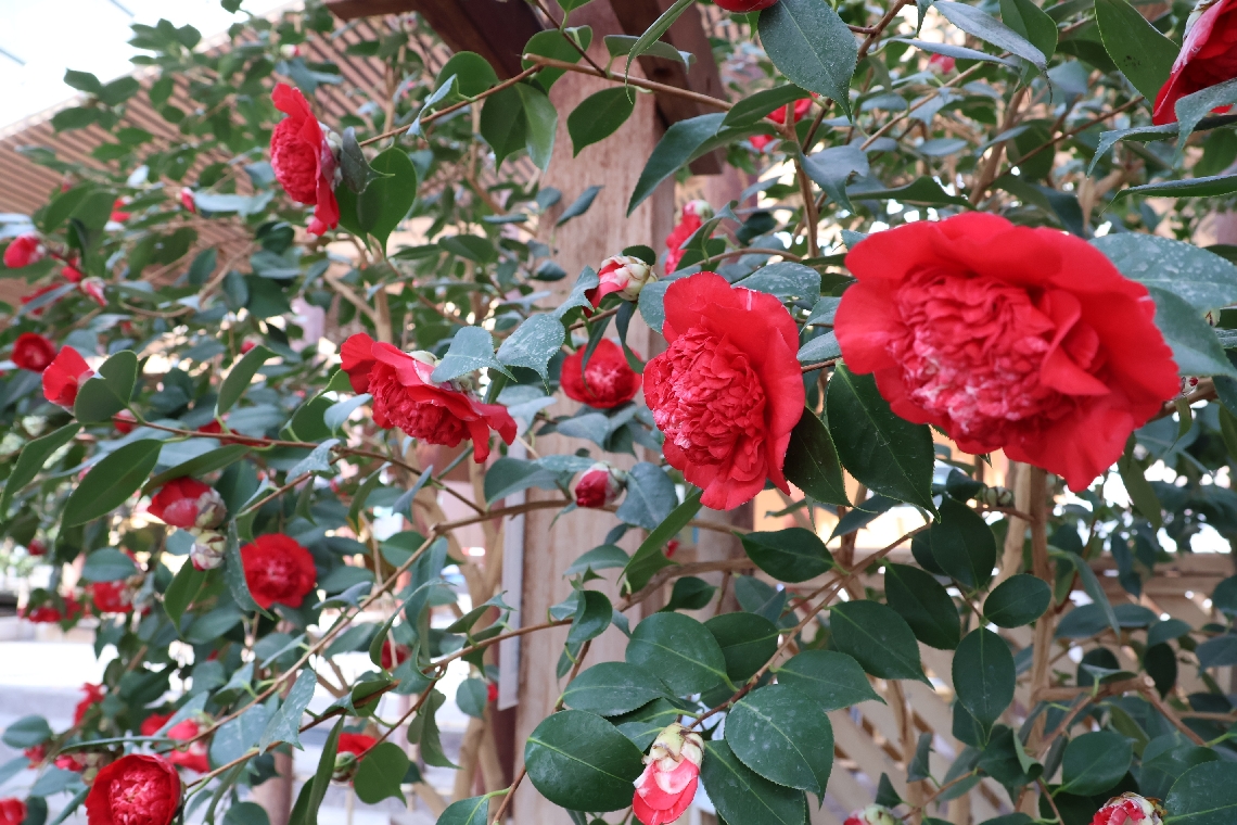 真っ赤な花をほころばせている「宇佐椿」