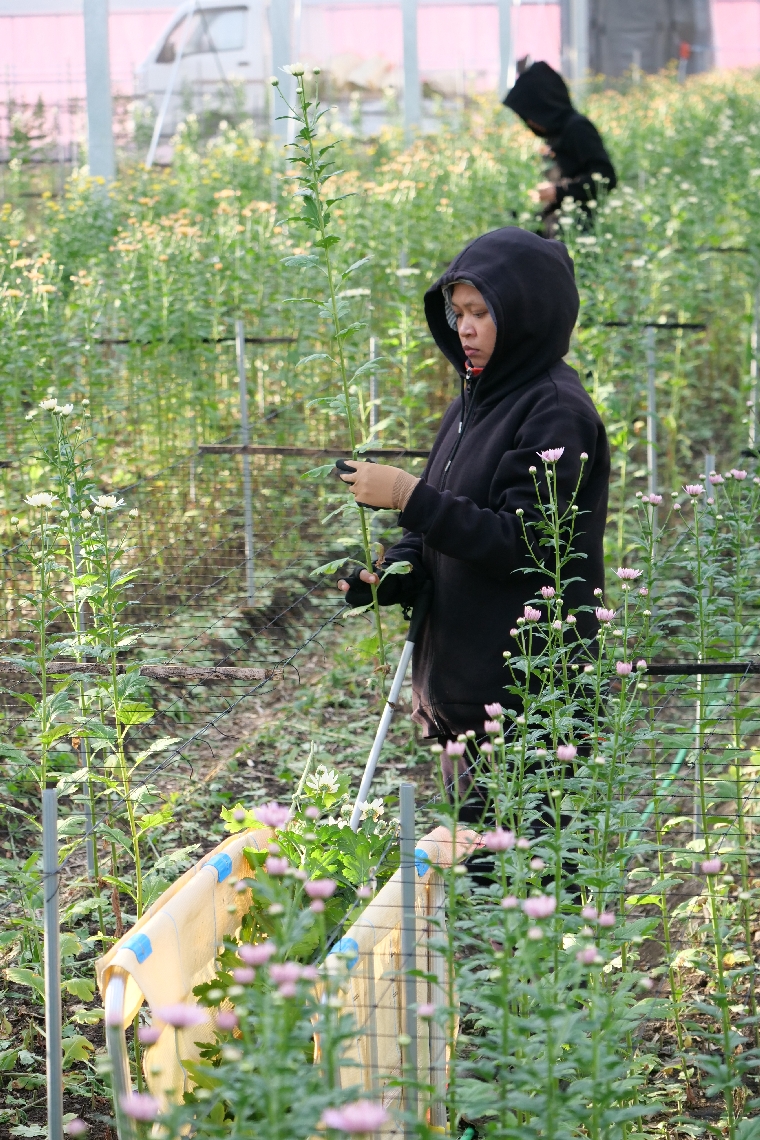 収穫作業をする従業員