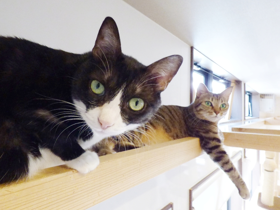 キャットウオークに上った（手前から）「しいちゃん」と「こまくん」