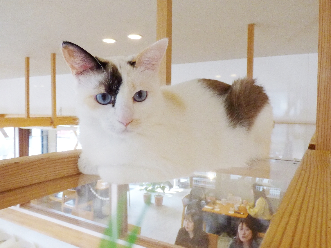 キャットウオークに座る「ソイちゃん」