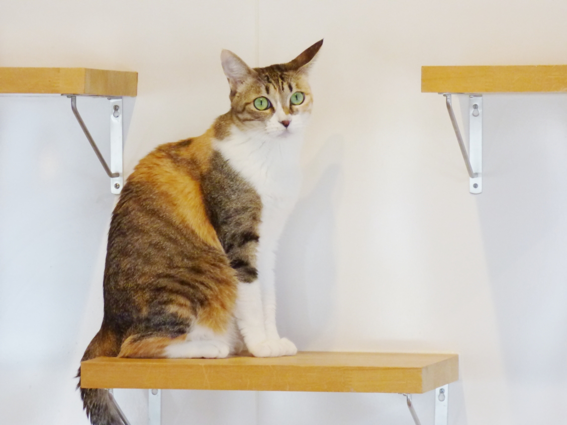 棚に上がる「マムちゃん」