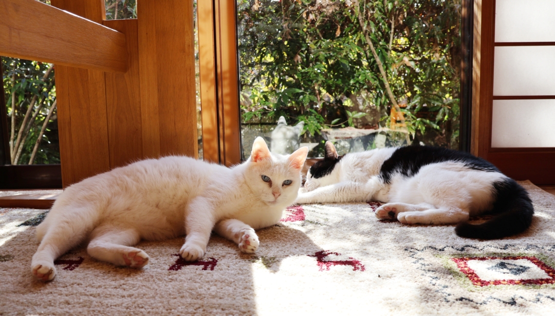 店の一角でひなたぼっこをするしろ（左）と蓮