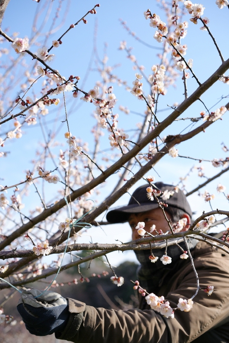 開花した梅の剪定作業をする梅農家＝日田市大山町西大山のおおくぼ台梅園