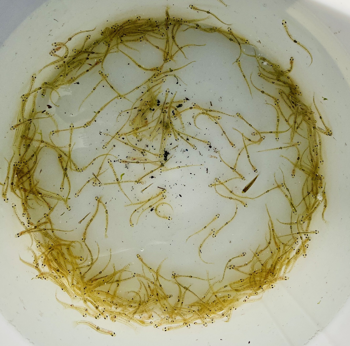 「春告げ魚」と呼ばれるシロウオ