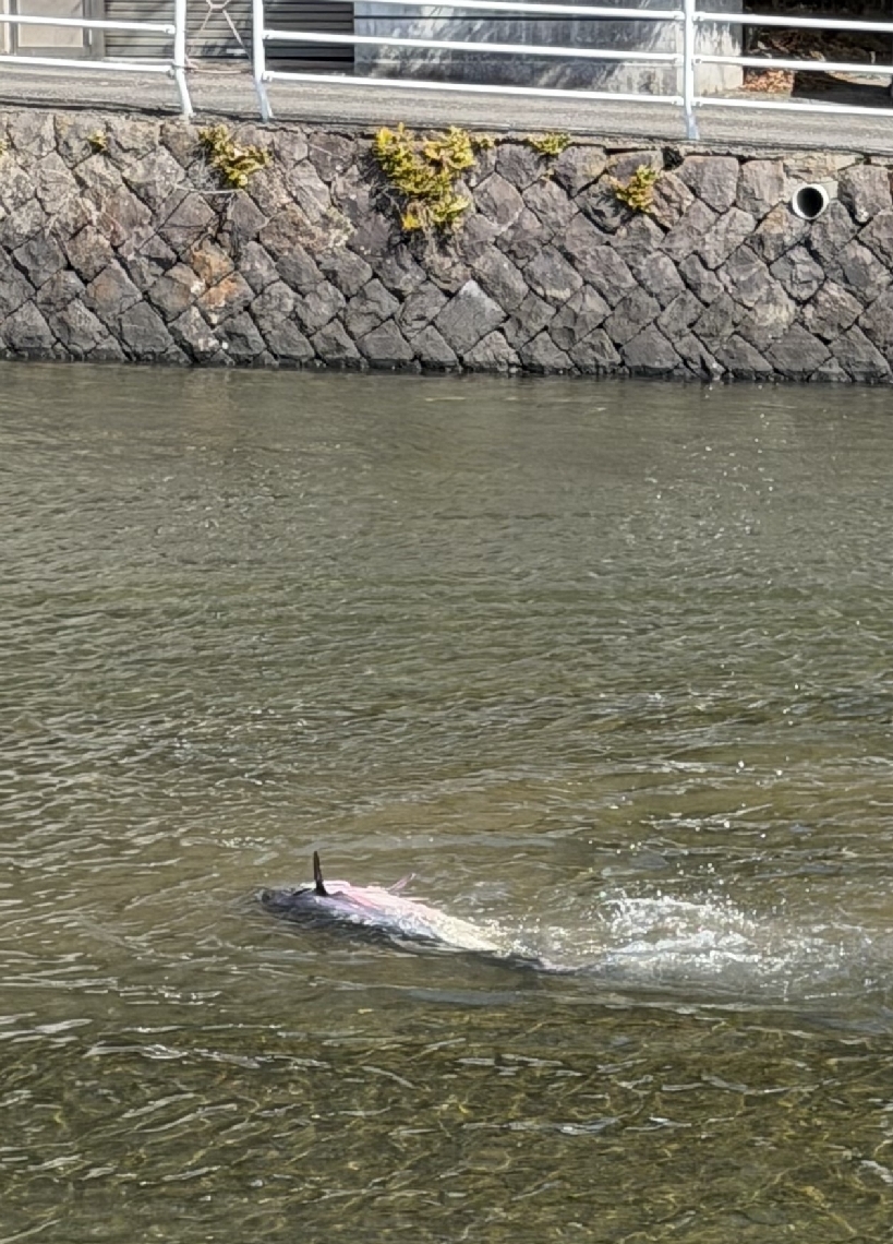 下ノ江川に迷い込んだとみられるマグロ＝９日、臼杵市下ノ江（読者提供）
