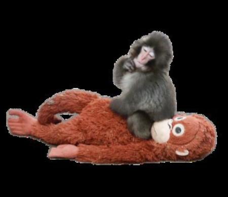 「パンチ」の写真を使った公式ＬＩＮＥ（ライン）スタンプ（市川市提供）