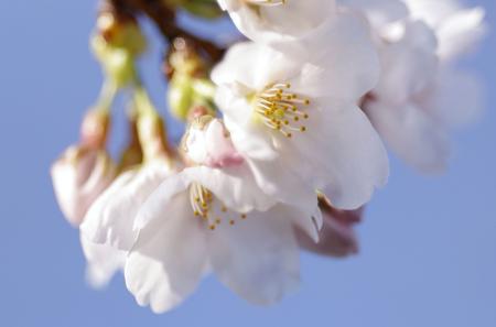 名古屋市で開花した標本木のソメイヨシノ＝１７日午後